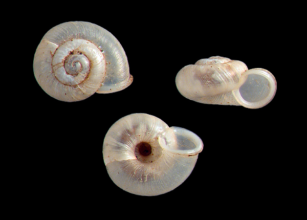 Photo of Vallonia pulchella by <a href="http://www.mollus.ca/">Robert  Forsyth</a>